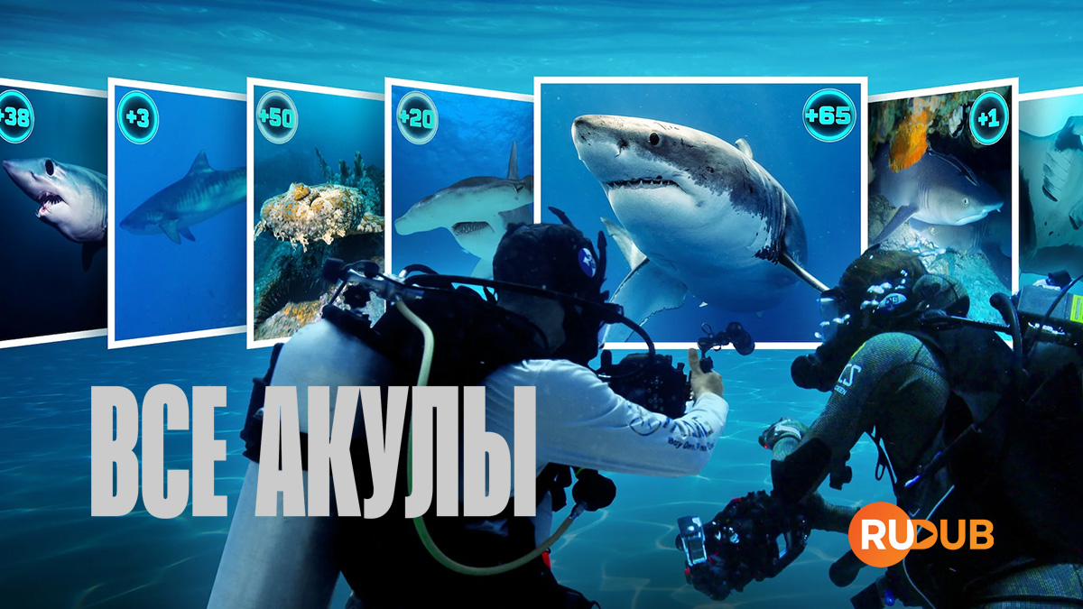 Все акулы